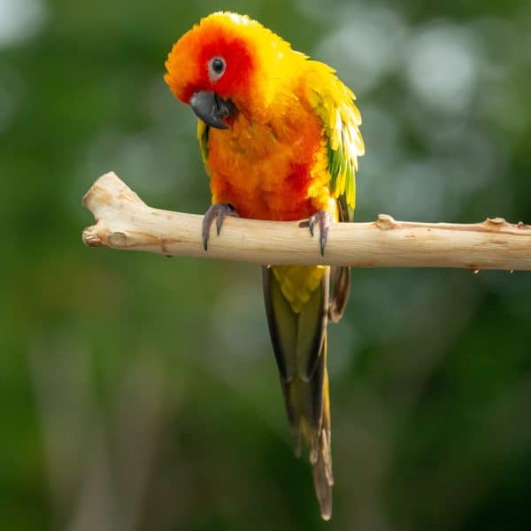 Sun conure on perch out of doors bathed in sunshine