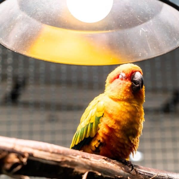 Sun conure on perch with large artificial light overhead