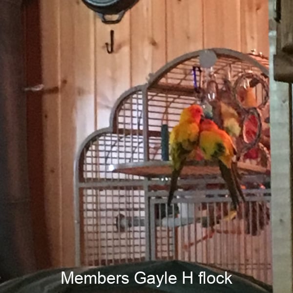 2 sun conures on bird cage door