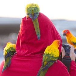 4 sun conures perched on human wearing red hooded jacket and is holding a camera