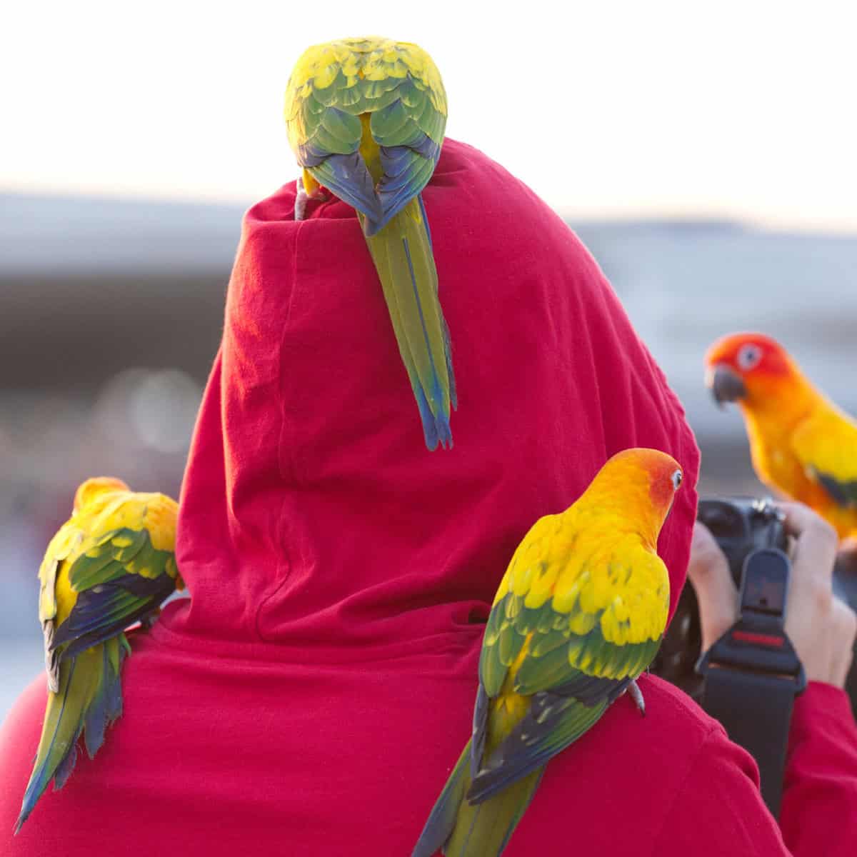 Winter Struggles of Pet Birds: A  Parrot Owners Survival Guide