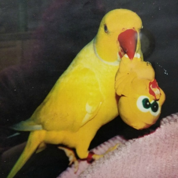 I Lost My Bird and Can’t Seem to Get Over It – What Should I Do?