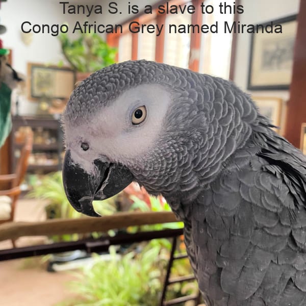 Close up congo African grey named Tanya