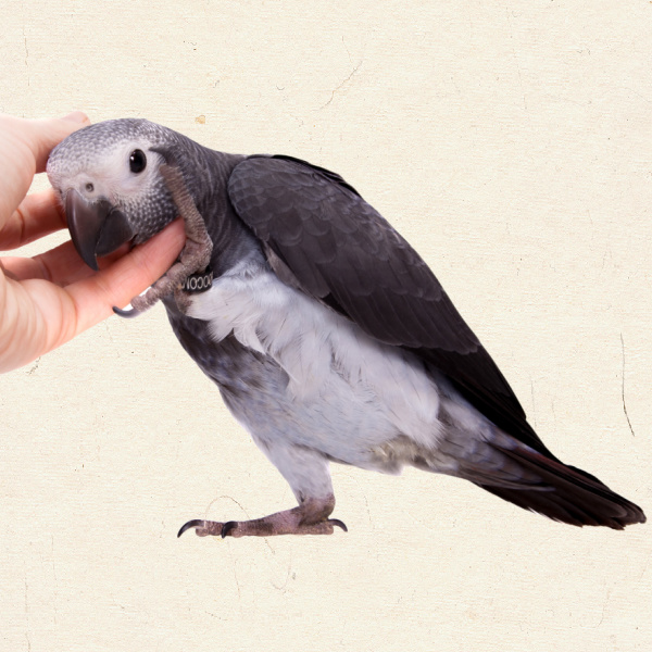 How Do You Know That Your Greys Nails Need to Be Trimmed?