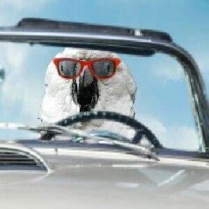 White cockatoo wearing red sunglasses driving convertible