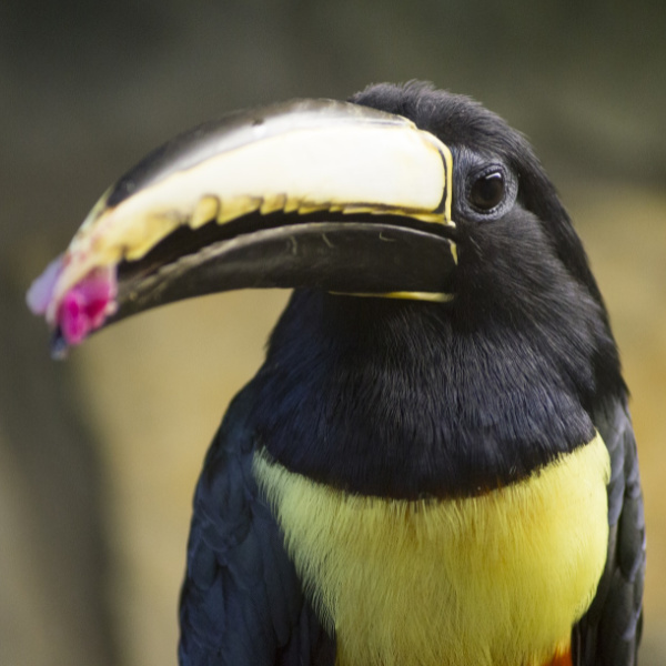 Your Bird’s Beak – What You Didn’t Know