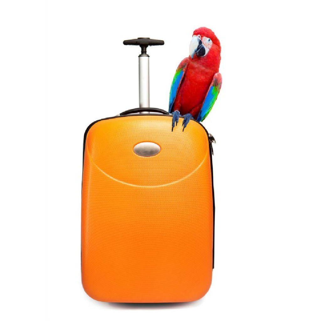 Why and How the TSA Fondled My Underwear Before Flying on a Big Silver Bird