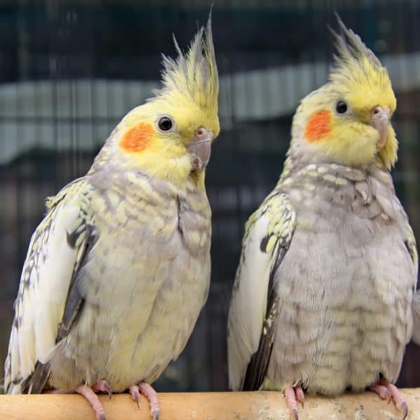 What To Do When One Cockatiel Passes?
