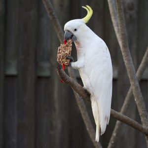 How Can I Help My Egg Bound Cockatoo?