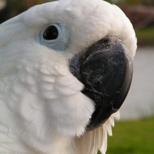 Can You Help Fix My Cockatoo’s Cloacal Prolapse?