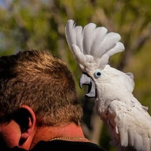 Wondering if You Can Guide Me on Care of my Umbrella Cockatoo.