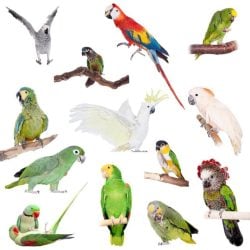 Many Species of parrots on a white background