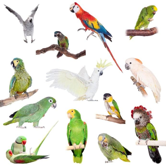 What is the Right Parrot Species for a First-time Owner?