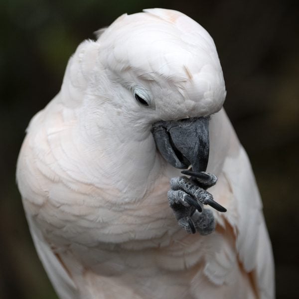 The Curious Case of Cockatoo Lefties: Exploring Bird Lateralization