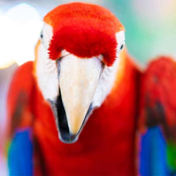 Understanding Your Bird’s Hormonal Issues May Help You Cope