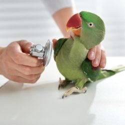 an alexandrine parakeet with a stethoscope almost to chest and a surprised look