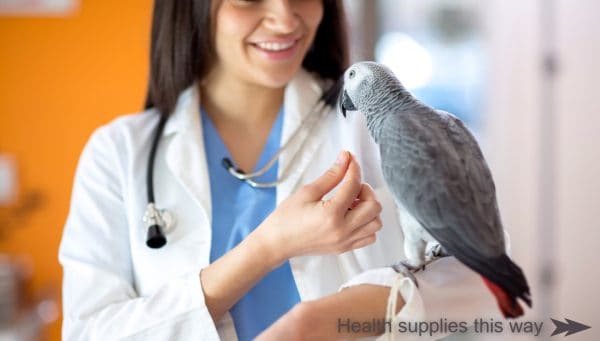 African grey parrot on arm of female veterinarian