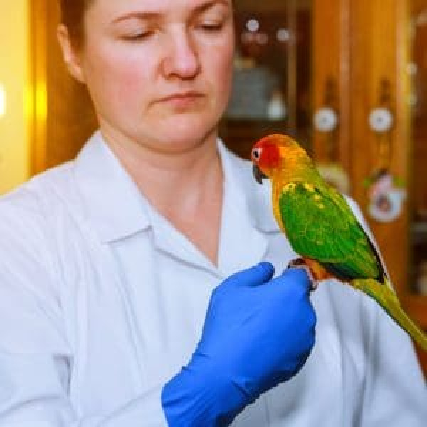 Avian Bornavirus – What Do You Know About This Bird Centric Disease?