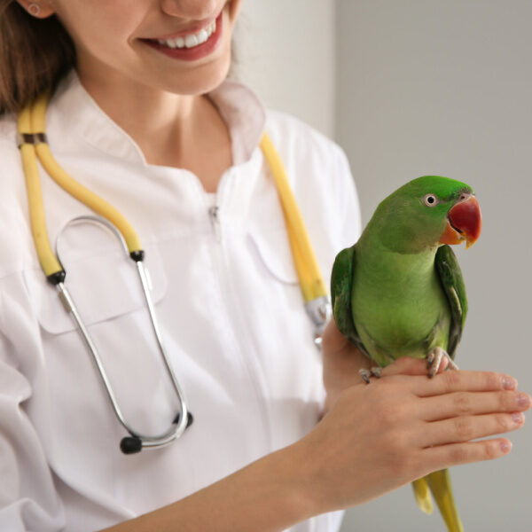 Veterinarian examining Alexandrine parakeet in clinic, closeup