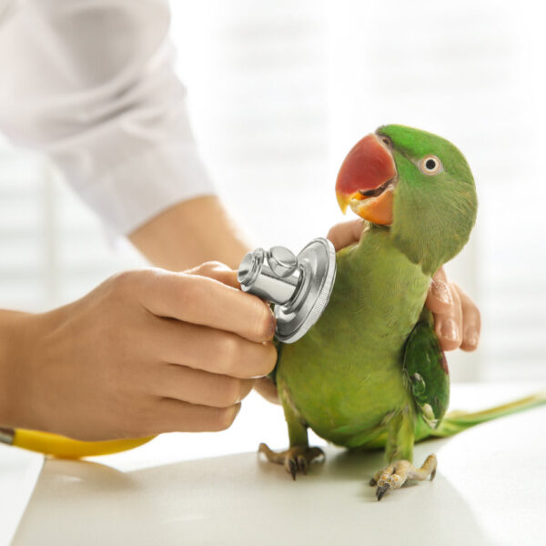 Parrot-medics Real Life Drama in the Avian ER! Are You Prepared?