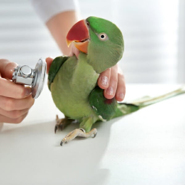 veterinarian holding stethoscope against Indian ringnecks check