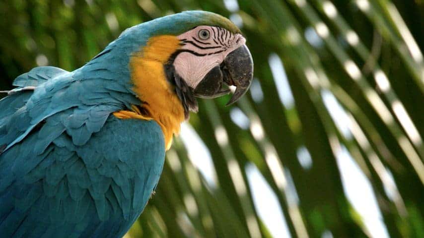 Miami’s ‘Parrot-Poaching’ Problem