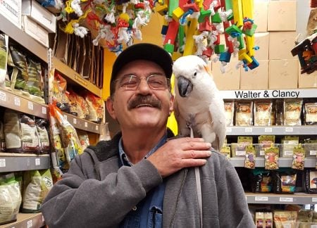 Walter and clancy cockatoo at the windy city parrot birdie boutique