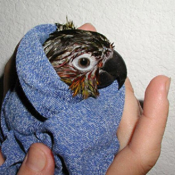 Practice Makes Perfect When It Comes to Bird Towel Restraint