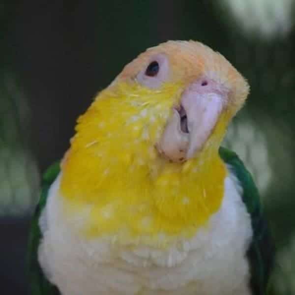 My Caique Chews on Everything in Sight – Help