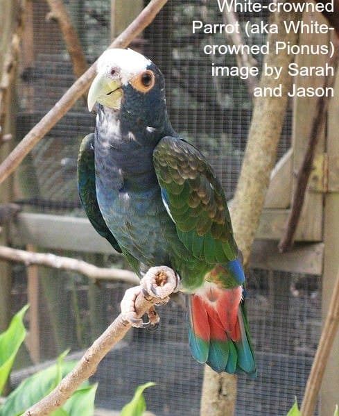 White-crowned Parrot (aka White-crowned Pionus) image by Sarah and Jason 