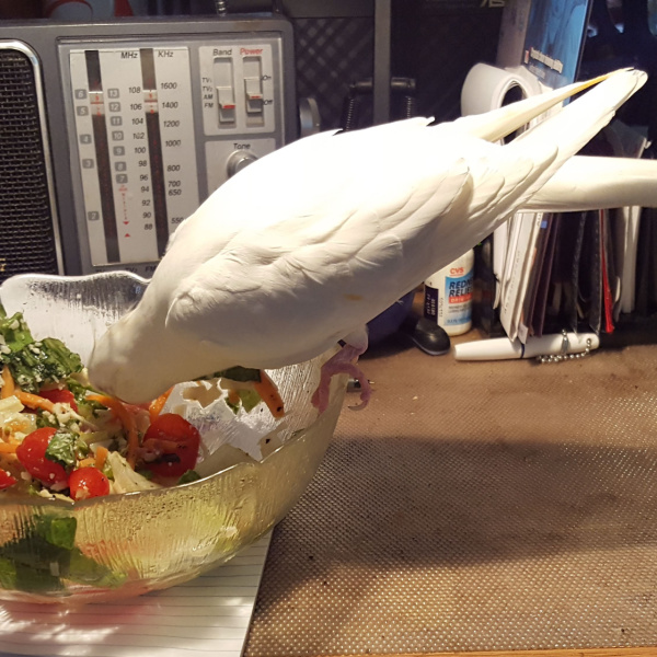 White cockatiel eating from the edge of a glass salad bowl