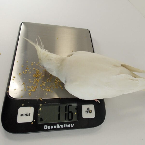 Why Weighing Your Bird is So Important