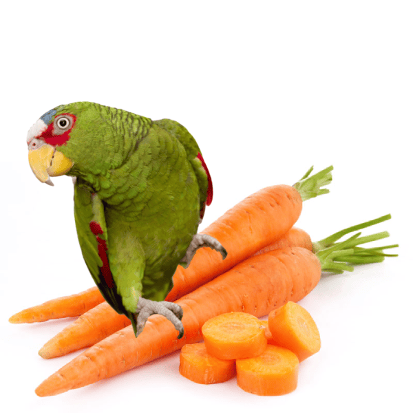 White front Amazon on top of fresh carrot bunch