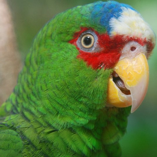 White-fronted Parrots in 2 Mexican Neotropical Cities—Xalapa and Coatepec