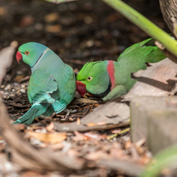 Why I Fell In Love With The Look Of Indian Ringneck Parakeets