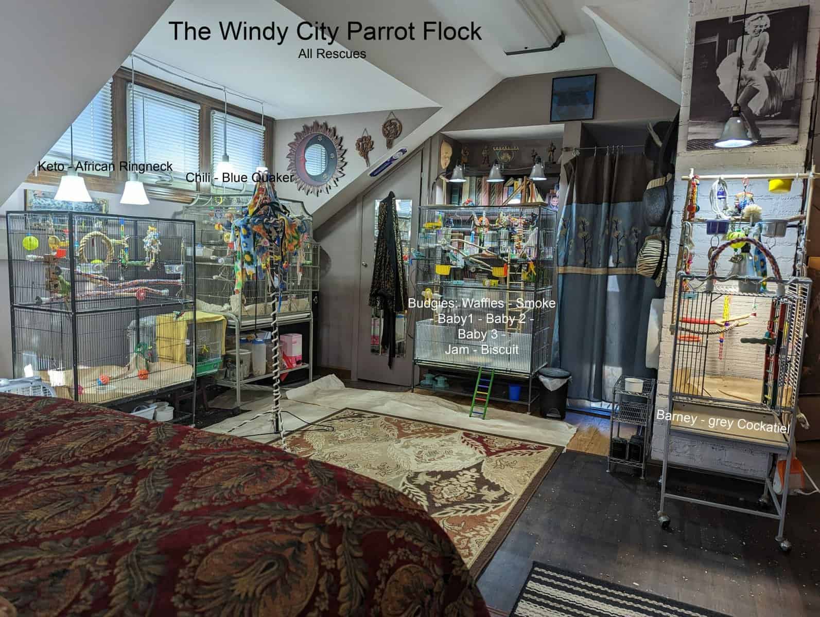 4 bird cages filled with birds at windy city parrot in Lowell Indian