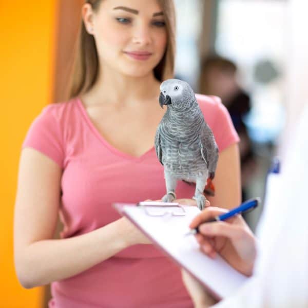 Woman with African Grey talking to veterinarian