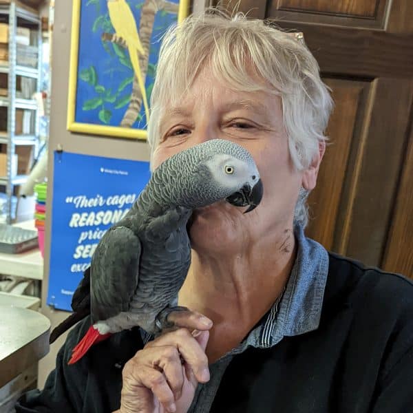 Woman holding African grey closley while at the Windy City Parrot Birdy Boutique counter