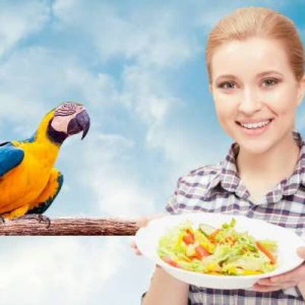 Bird Chop Vs Commercial Bird Food Blends – What’s Best for My Bird?