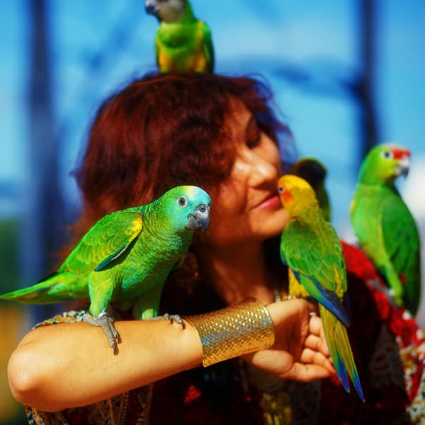 Oh No Someone Has Stolen My Parrots! Sundance, Pepper and 19 Other Parrots: Missing!