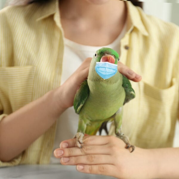 Are Ionized Air Purifiers Safe for My Bird and More Answers for You