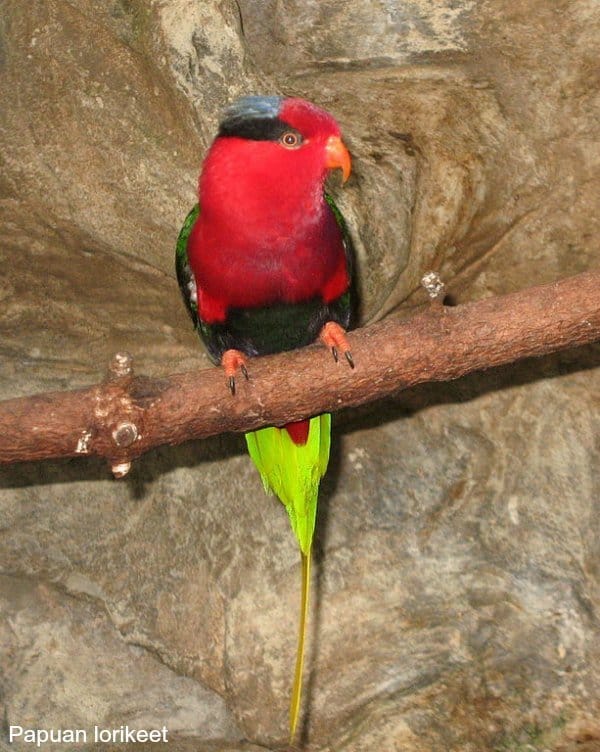 Papuan lorikeet