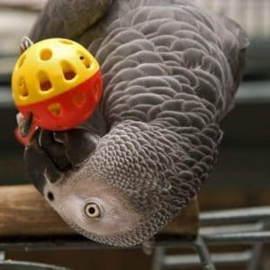 Why Do Parrots Need Bird Toys?