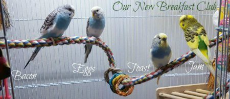 4 budgies in bright bird cage