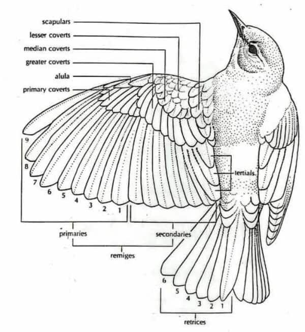 bird feather diagram