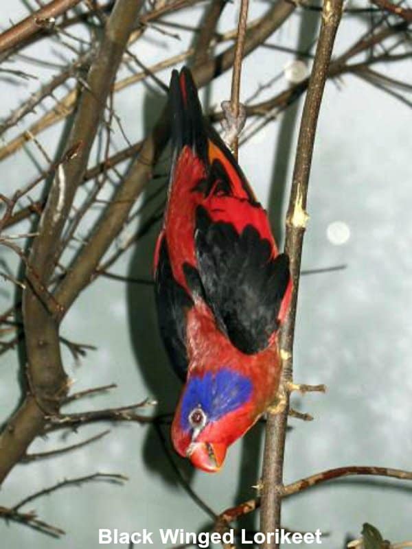 black winged lorikeet