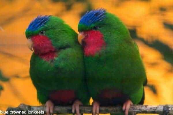 blue crowned lorikeets