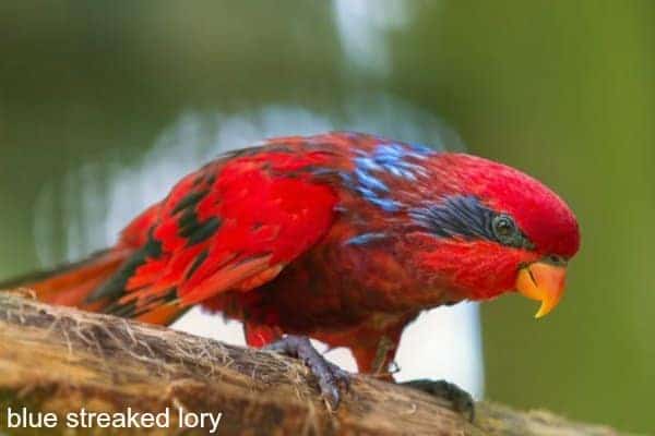 blue streaked lory