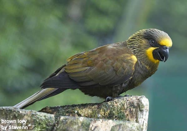 brown lory by Stavenn