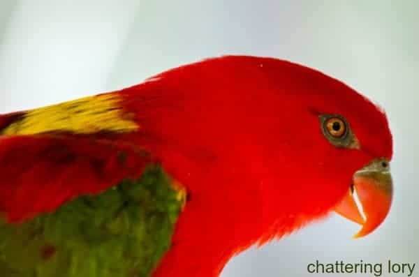 chattering lory